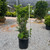 Taxus x media Hicksii 184797